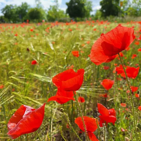 Ξενοδοχείο με διαμερίσματα Appartementhaus Kastanie 3*