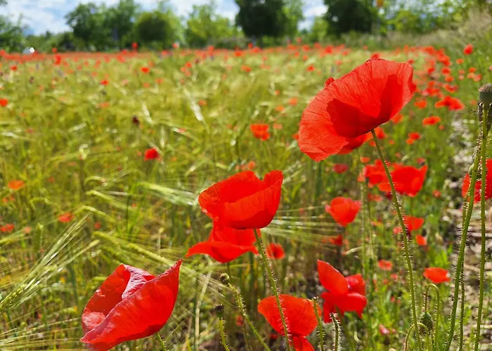 Апарт-отель Appartementhaus Kastanie 3*